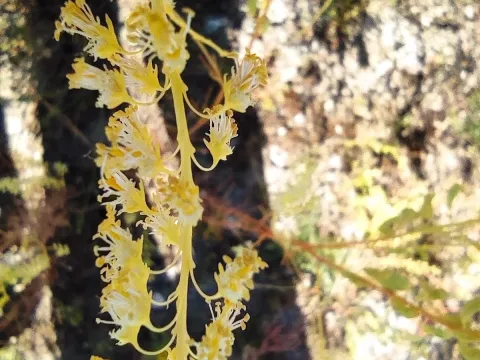 Reseda stricta