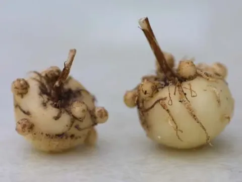 Amorphophallus margaritifer