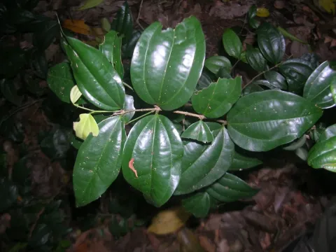 Strychnos minor