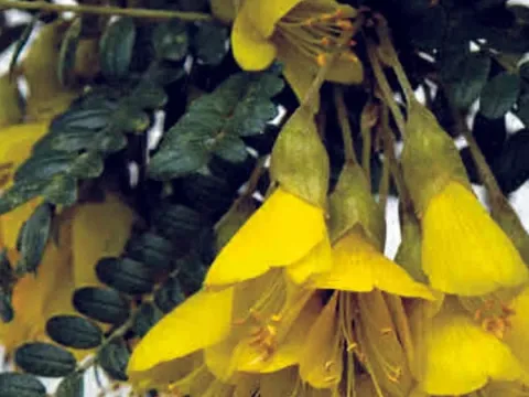 Ceylon sophora