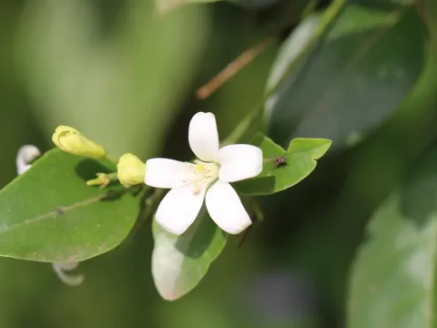 Murraya glenieii