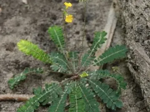 Biophytum intermedium