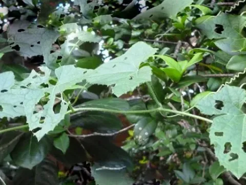 Snake Gourd