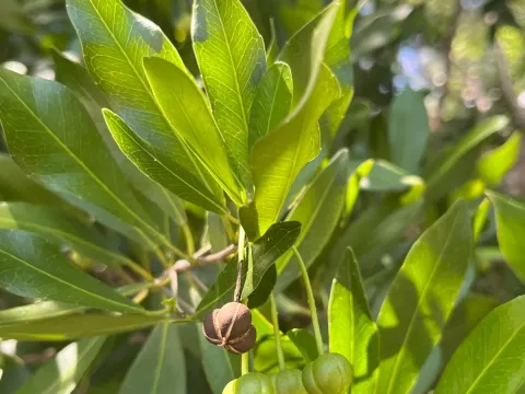Gymnanthes