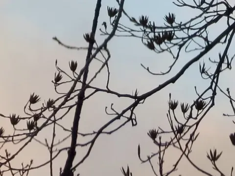 Ліріодендрон