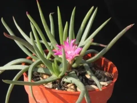 Marlothistella