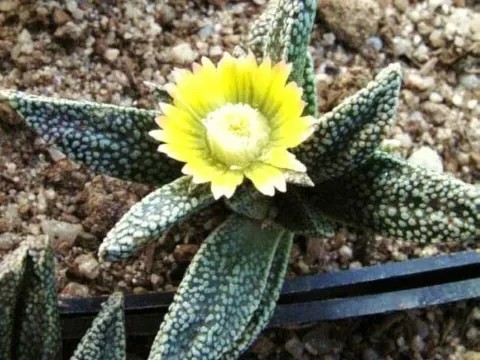 Nananthus