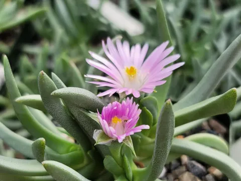 Ebracteola