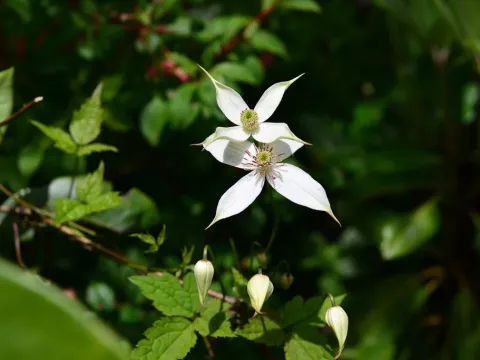 Clematis tongluensis
