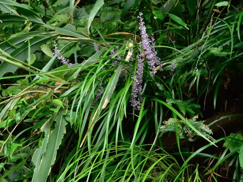 Liriope