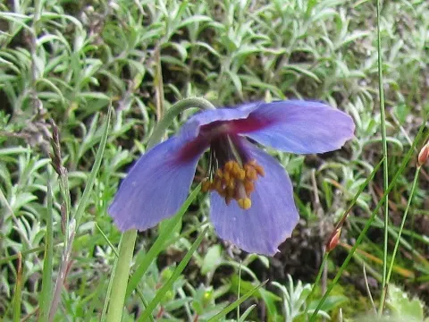 Meconopsis lyrata