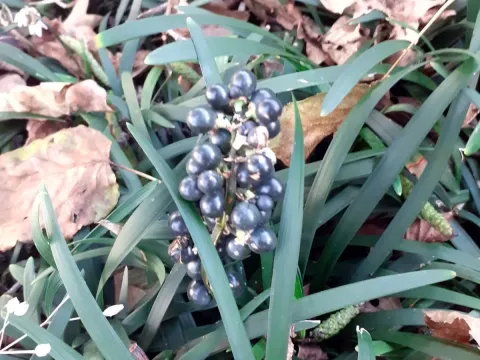 Ліріопе широколистий