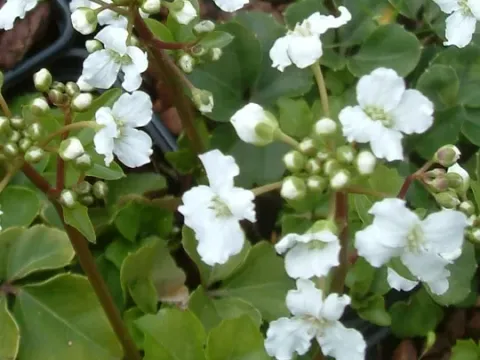 Three-leaved bittercress