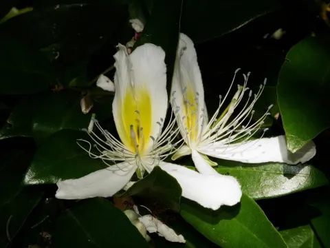 Capparis brevispina