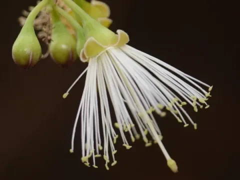 Capparis apetala