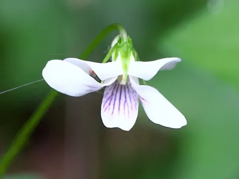Фиалка Гамильтона