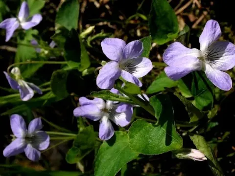 Sikkim violet
