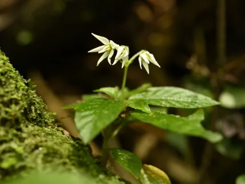 Argostemma