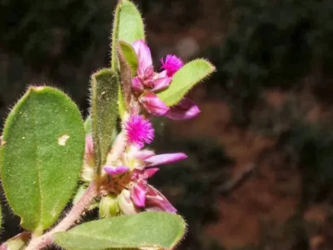 Polygala crotalarioides