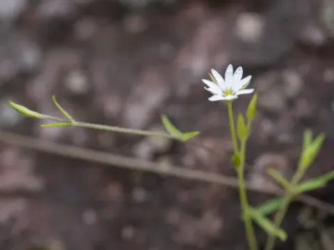 Стеллярия сиккимская