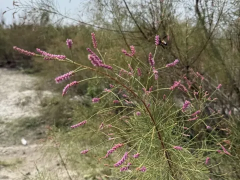 Tamarix dioica