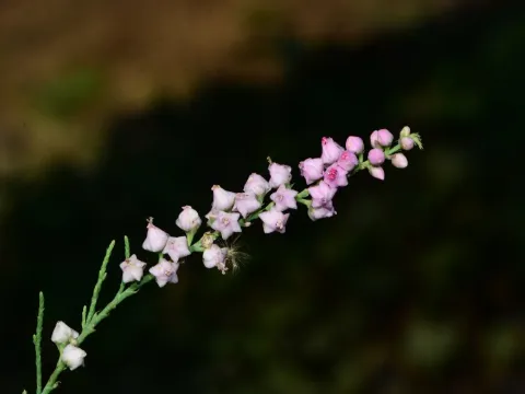 Tamarix ericoides