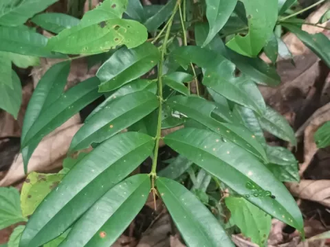 Calophyllum polyanthum