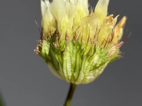 Cup clover