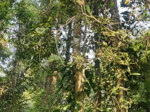 Vatica lanceifolia