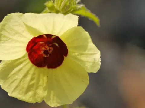 Hibiscus hispidissimus