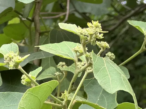 Kydia calycina