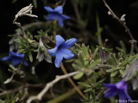 Lithodora