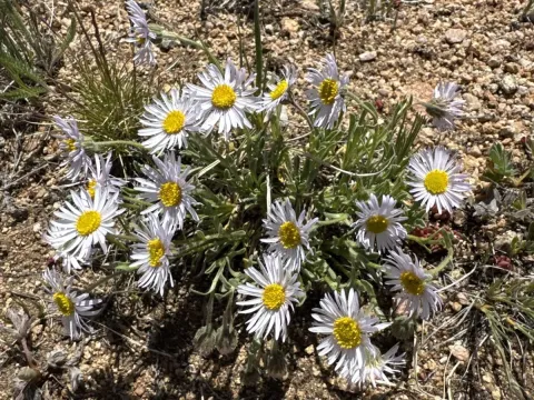 Smooth fleabane