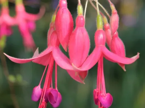 Fuchsia hatschbachii