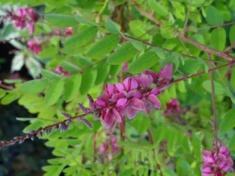 Индигофера Хауэлла