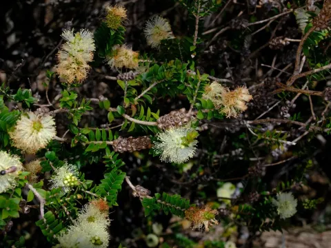 Scented paperbark