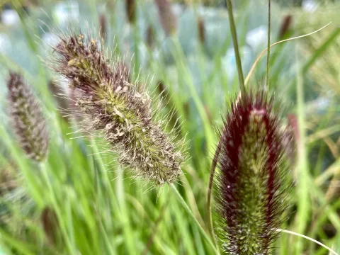 Cenchrus massaicus
