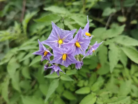 Solanum vernei