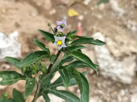 Rooting nightshade