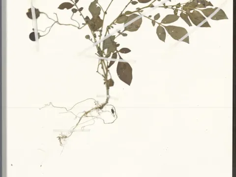 Solanum verrucosum