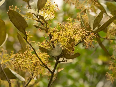 Heritiera fomes