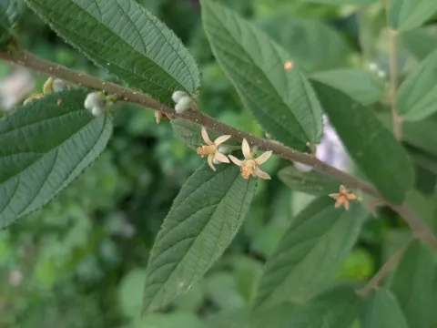Grewia hirsuta
