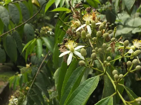 Grewia serrulata