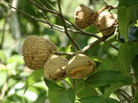 Lithocarpus