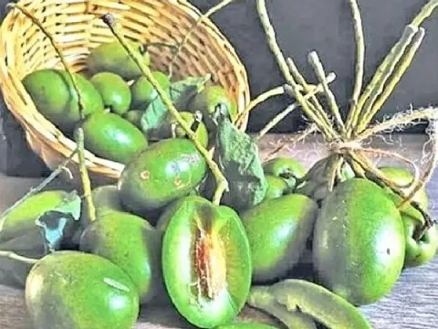 Elaeocarpus varunua