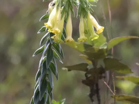 Gromwell