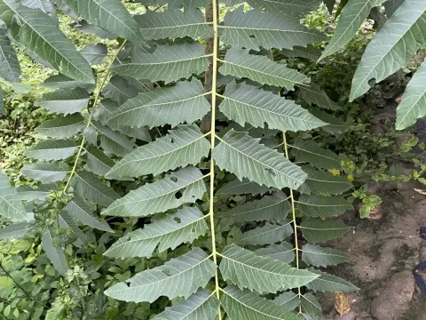Indian Tree of Heaven