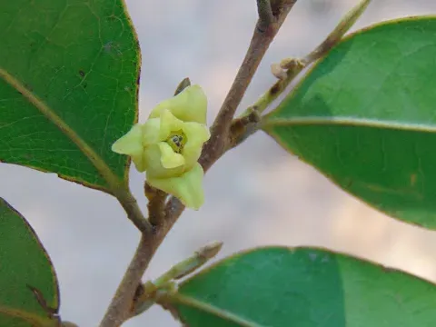 Capparis olacifolia