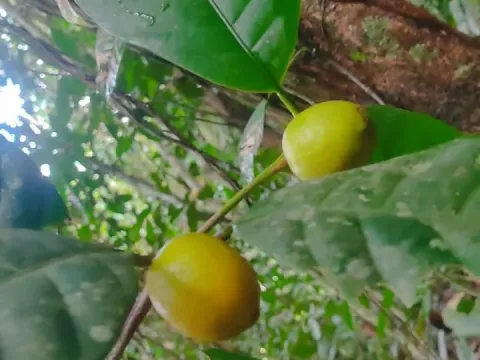 Pouteria confusa