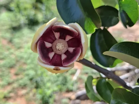 Annona vepretorum